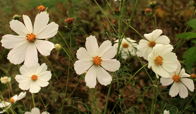 f:id:bihorokiyoshi:20190921071331j:plain