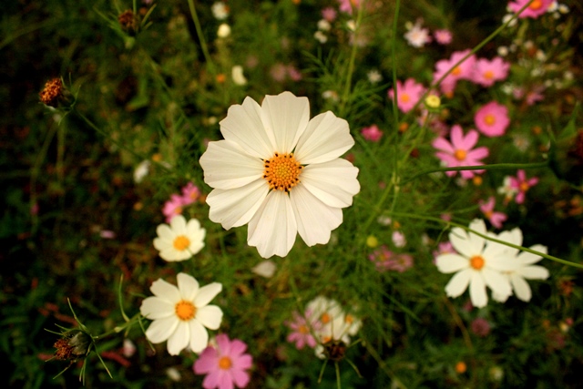 f:id:bihorokiyoshi:20190921071357j:plain