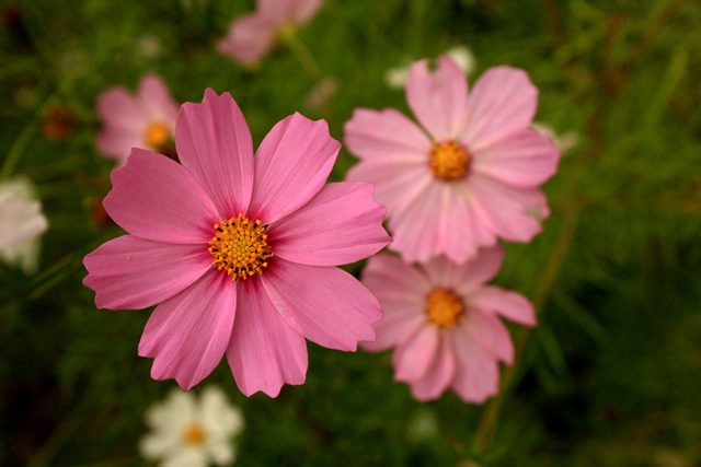 f:id:bihorokiyoshi:20190921071434j:plain