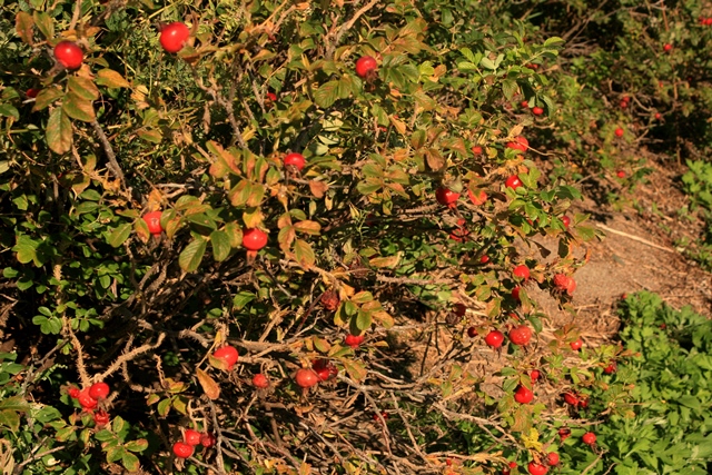 f:id:bihorokiyoshi:20190922072554j:plain