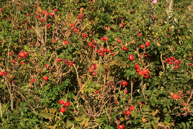 f:id:bihorokiyoshi:20190922072611j:plain