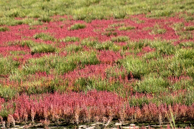 f:id:bihorokiyoshi:20190924052301j:plain f:id:bihorokiyoshi:20190924052301j:plain