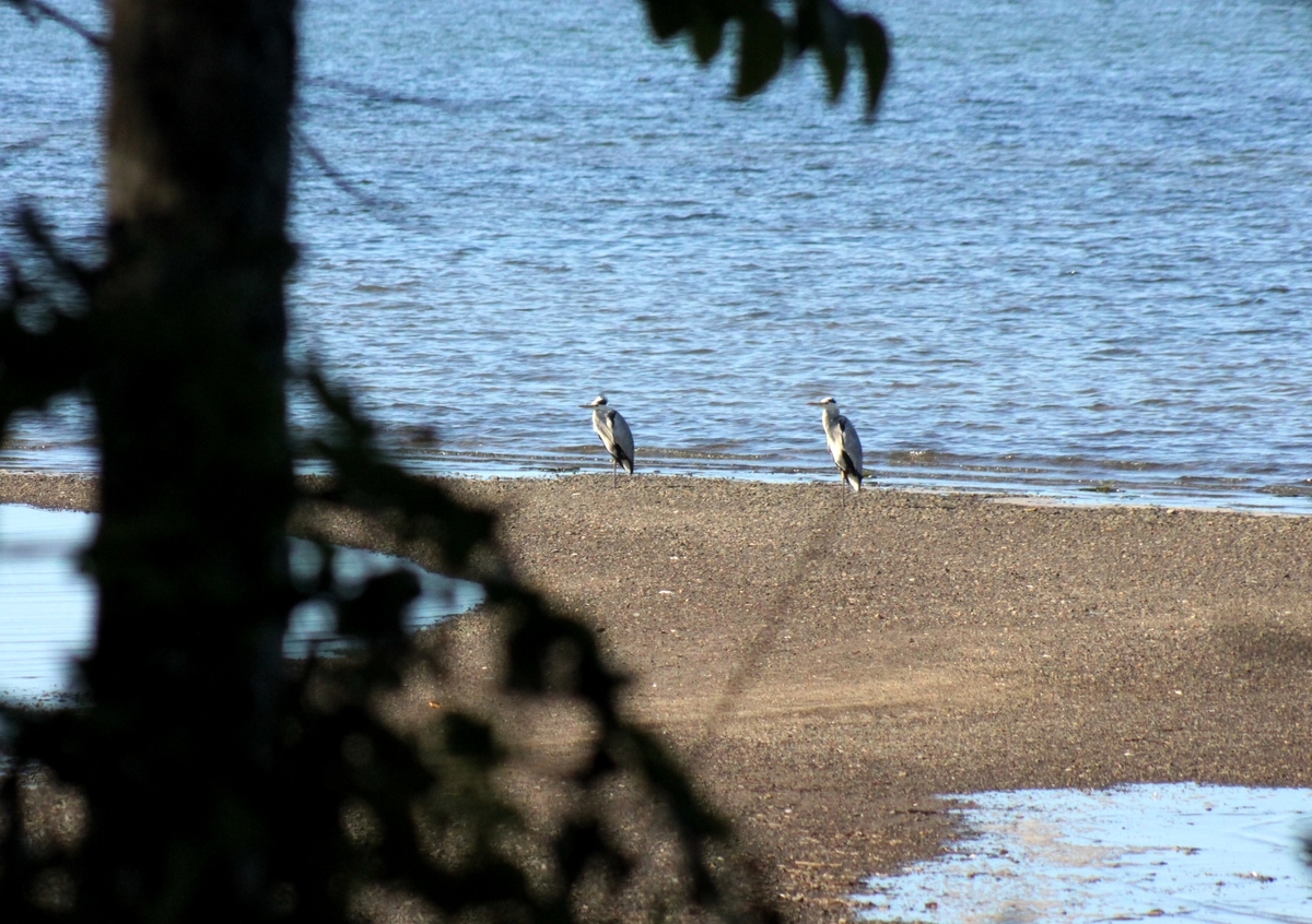 f:id:bihorokiyoshi:20190925081023j:plain