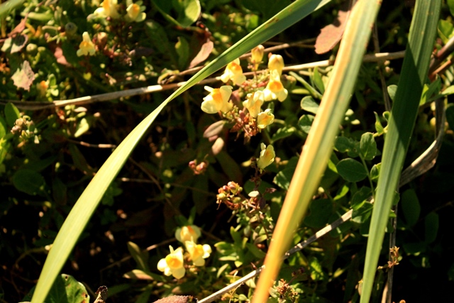 f:id:bihorokiyoshi:20190926074939j:plain