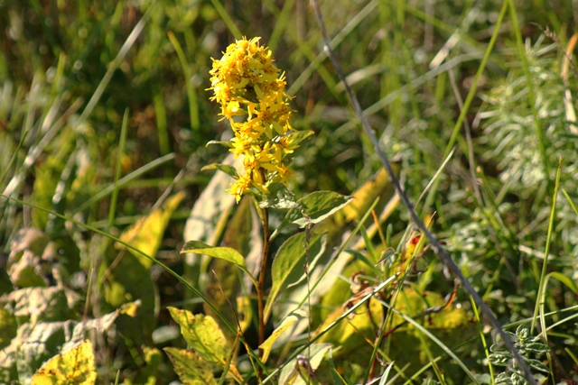 f:id:bihorokiyoshi:20190930065941j:plain