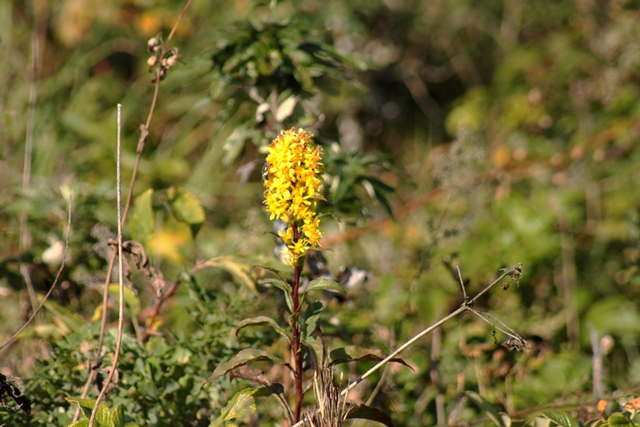 f:id:bihorokiyoshi:20190930070106j:plain