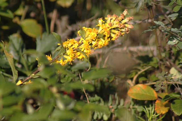 f:id:bihorokiyoshi:20190930070132j:plain