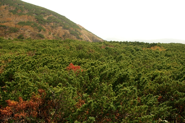 f:id:bihorokiyoshi:20191011060147j:plain