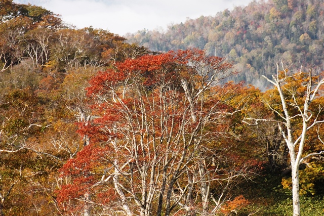 f:id:bihorokiyoshi:20191020064433j:plain
