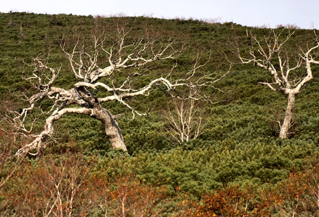 f:id:bihorokiyoshi:20191021061407j:plain