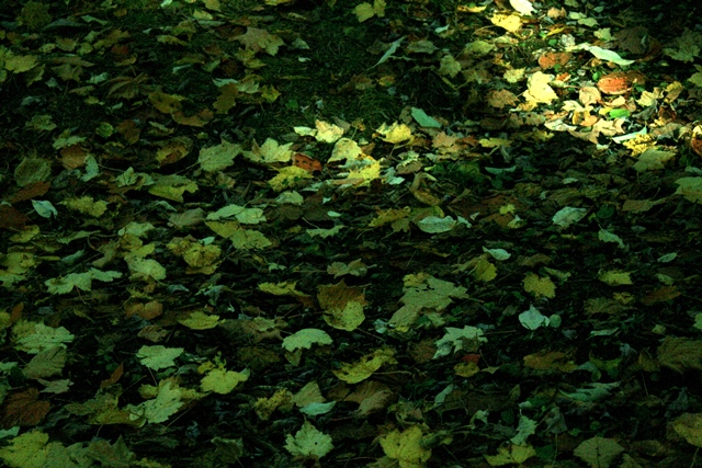 f:id:bihorokiyoshi:20191101060038j:plain