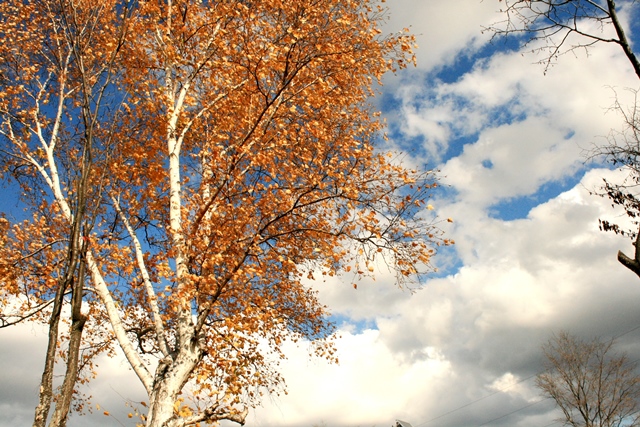 f:id:bihorokiyoshi:20191102064026j:plain