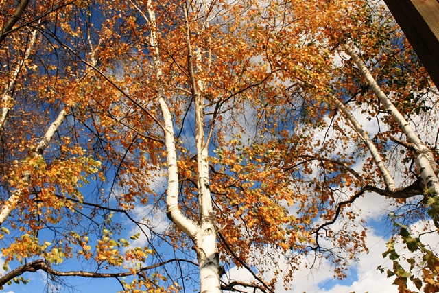 f:id:bihorokiyoshi:20191102064049j:plain