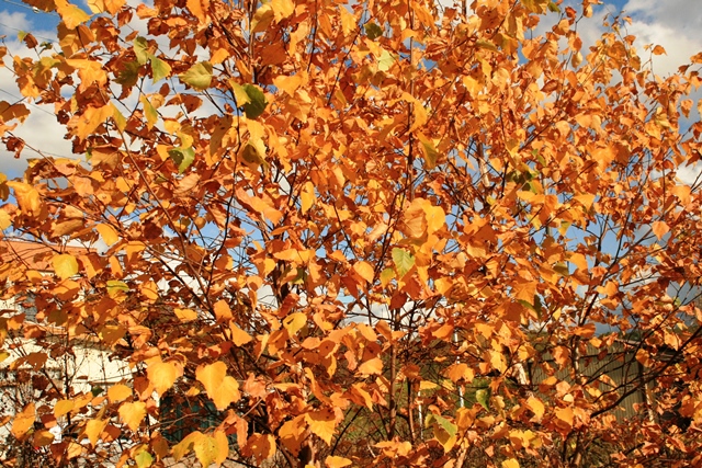 f:id:bihorokiyoshi:20191102064115j:plain