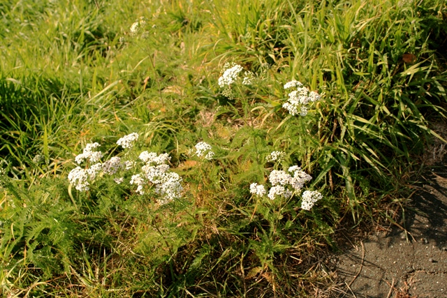 f:id:bihorokiyoshi:20191104044612j:plain