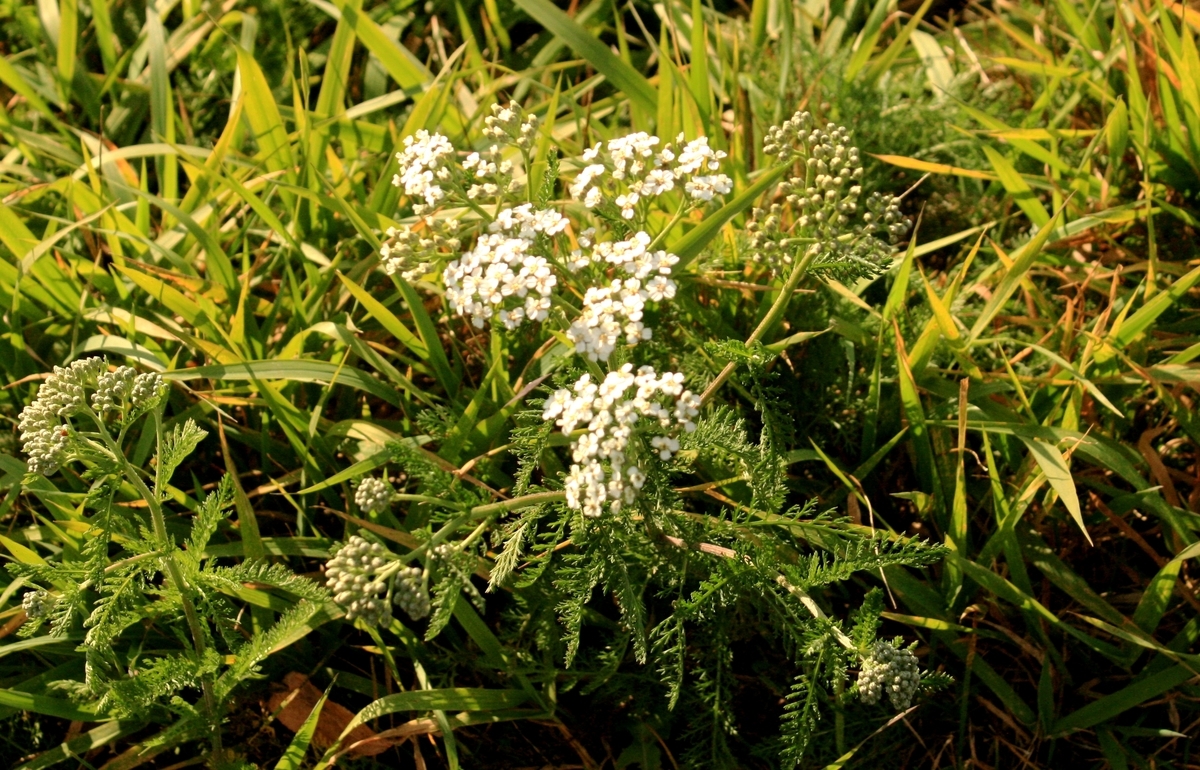 f:id:bihorokiyoshi:20191104044830j:plain