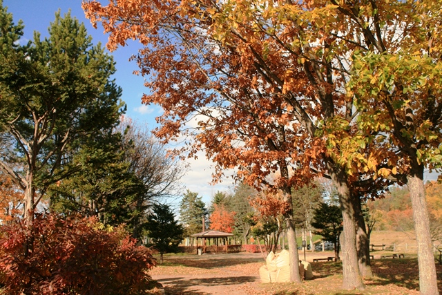 f:id:bihorokiyoshi:20191106050356j:plain f:id:bihorokiyoshi:20191106050356j:plain