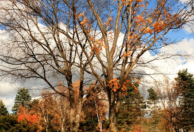 f:id:bihorokiyoshi:20191106050424j:plain f:id:bihorokiyoshi:20191106050424j:plain