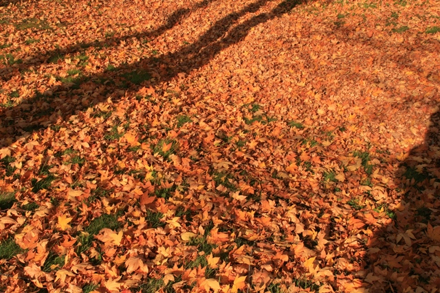 f:id:bihorokiyoshi:20191106050519j:plain f:id:bihorokiyoshi:20191106050519j:plain