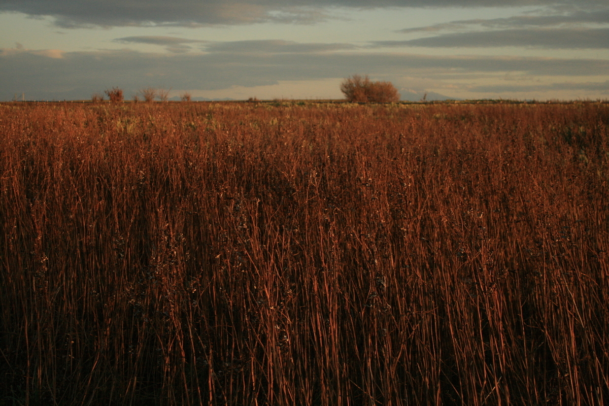 f:id:bihorokiyoshi:20191109070327j:plain