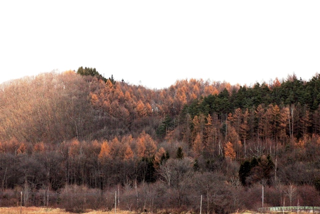 f:id:bihorokiyoshi:20191118071623j:plain