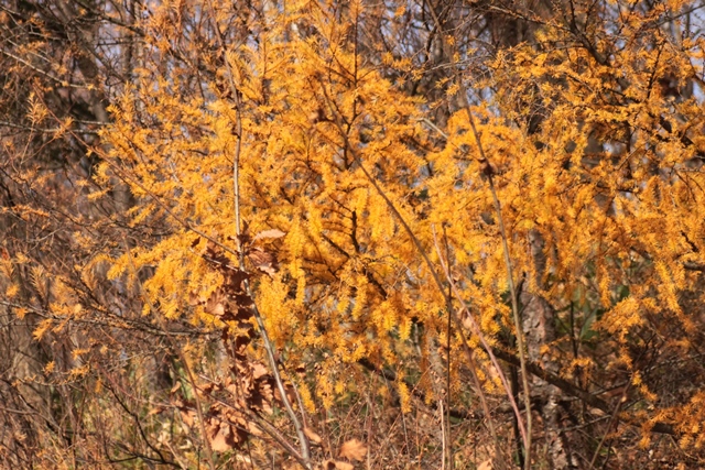 f:id:bihorokiyoshi:20191118071713j:plain