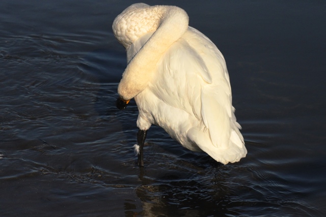 f:id:bihorokiyoshi:20191126073841j:plain