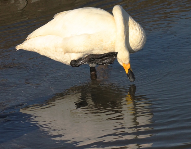 f:id:bihorokiyoshi:20191126073906j:plain