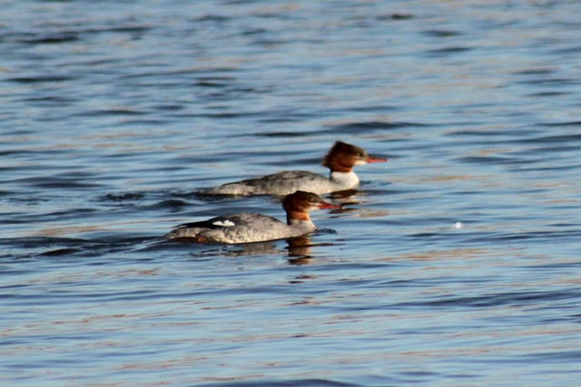 f:id:bihorokiyoshi:20191129071625j:plain