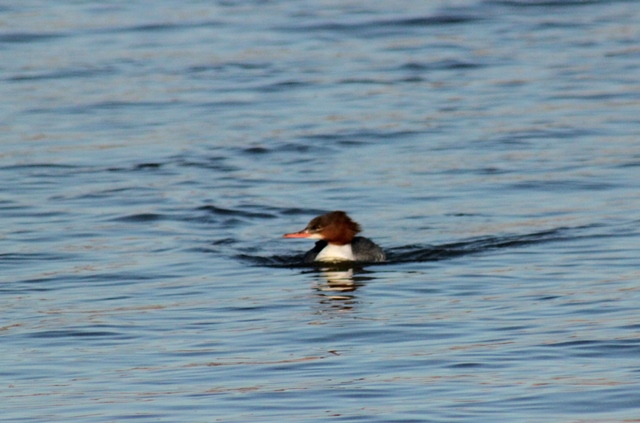 f:id:bihorokiyoshi:20191129071647j:plain