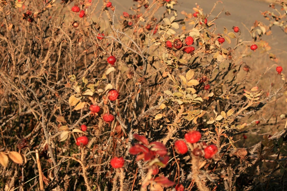 f:id:bihorokiyoshi:20191130072525j:plain