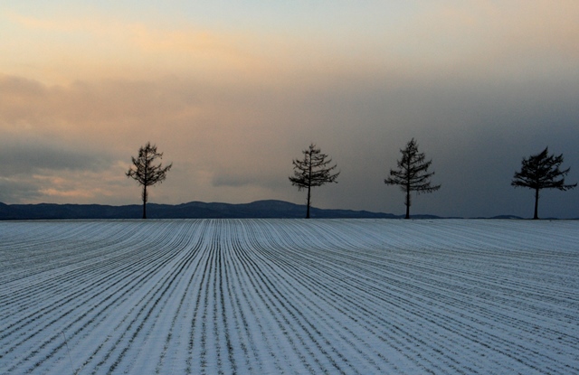 f:id:bihorokiyoshi:20200112065646j:plain