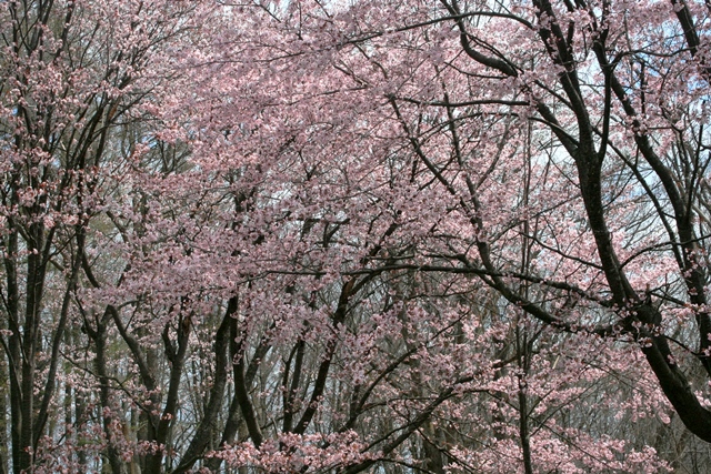 f:id:bihorokiyoshi:20200428054850j:plain