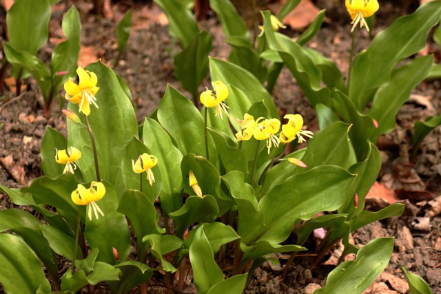 f:id:bihorokiyoshi:20200504062901j:plain