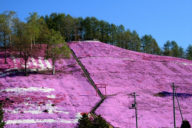 f:id:bihorokiyoshi:20200506045014j:plain f:id:bihorokiyoshi:20200506045014j:plain