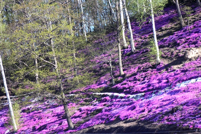 f:id:bihorokiyoshi:20200506045048j:plain f:id:bihorokiyoshi:20200506045048j:plain