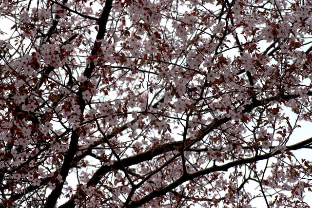 f:id:bihorokiyoshi:20200508061030j:plain