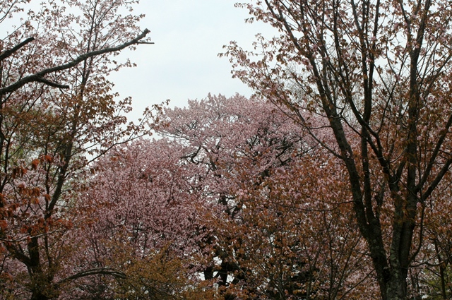 f:id:bihorokiyoshi:20200508061102j:plain