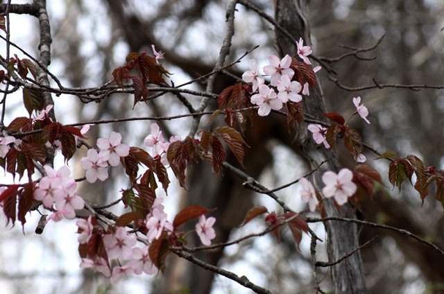 f:id:bihorokiyoshi:20200508061142j:plain