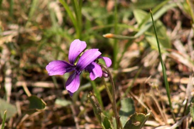 f:id:bihorokiyoshi:20200509053131j:plain