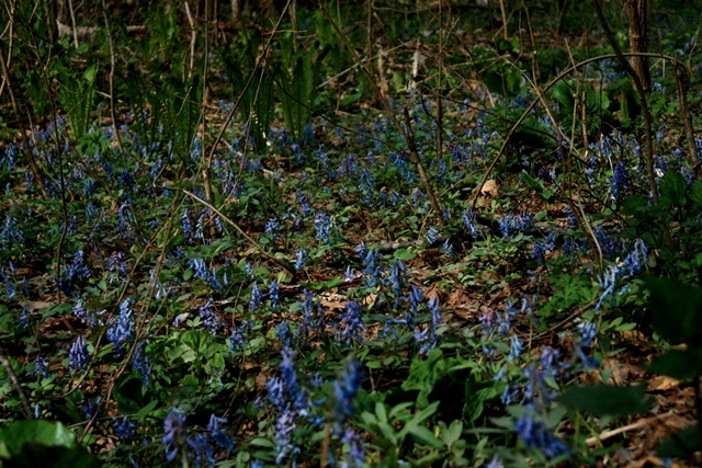 f:id:bihorokiyoshi:20200510050422j:plain