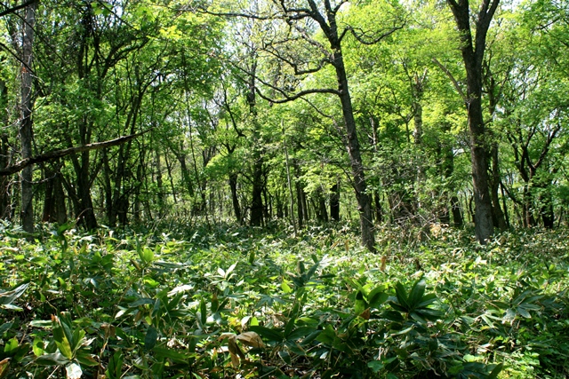 f:id:bihorokiyoshi:20200511060707j:plain