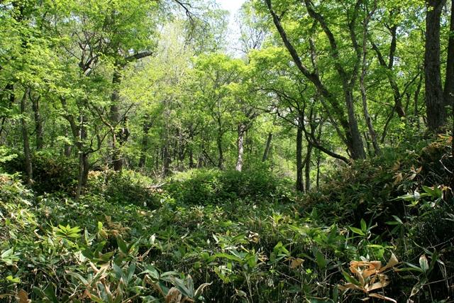 f:id:bihorokiyoshi:20200511060741j:plain