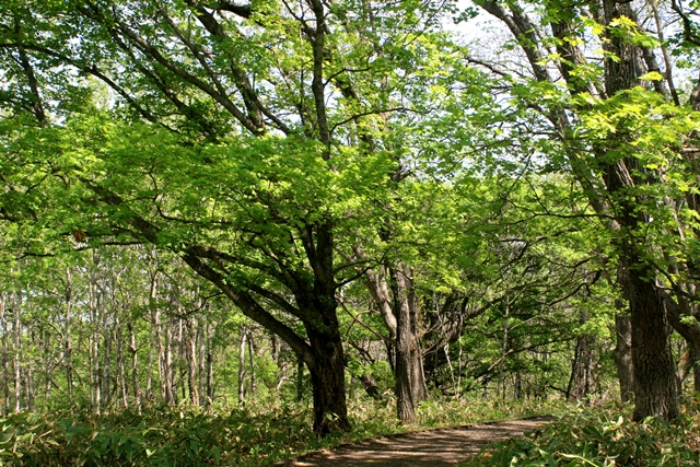 f:id:bihorokiyoshi:20200511060811j:plain