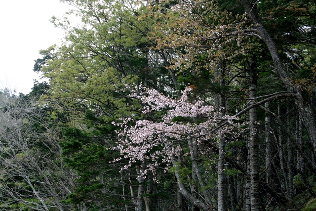 f:id:bihorokiyoshi:20200513055245j:plain