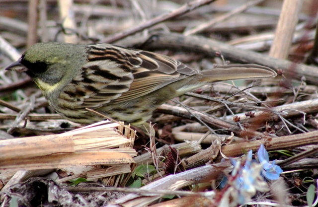 f:id:bihorokiyoshi:20200515074105j:plain