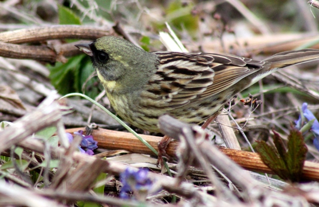 f:id:bihorokiyoshi:20200515074131j:plain