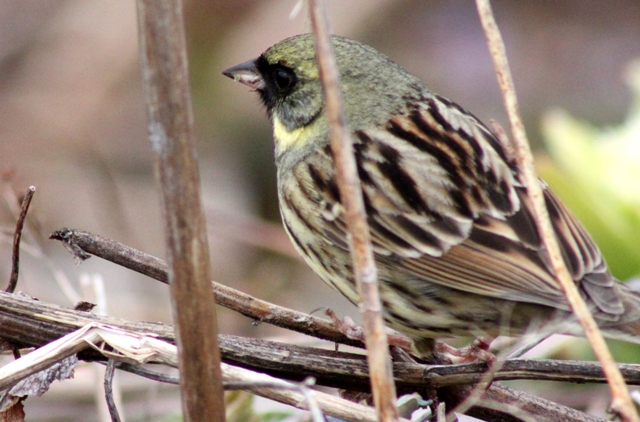 f:id:bihorokiyoshi:20200515074202j:plain