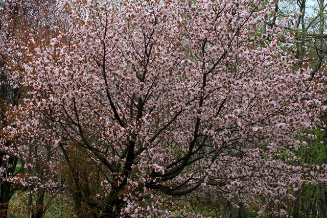 f:id:bihorokiyoshi:20200517075043j:plain