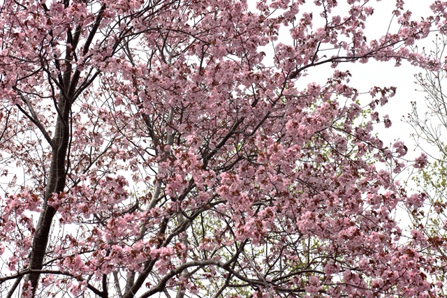 f:id:bihorokiyoshi:20200517075117j:plain